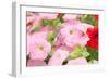 Flowers in a Glasshouse.-Reinhold Leitner-Framed Photographic Print