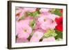 Flowers in a Glasshouse.-Reinhold Leitner-Framed Photographic Print