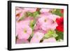 Flowers in a Glasshouse.-Reinhold Leitner-Framed Photographic Print