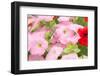 Flowers in a Glasshouse.-Reinhold Leitner-Framed Photographic Print