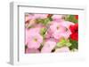 Flowers in a Glasshouse.-Reinhold Leitner-Framed Photographic Print