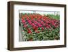 Flowers in a Glasshouse.-Reinhold Leitner-Framed Photographic Print