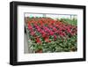 Flowers in a Glasshouse.-Reinhold Leitner-Framed Photographic Print