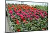 Flowers in a Glasshouse.-Reinhold Leitner-Mounted Photographic Print