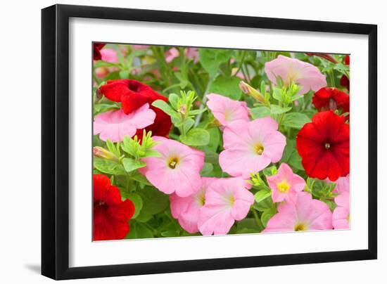 Flowers in a Glasshouse.-Reinhold Leitner-Framed Photographic Print