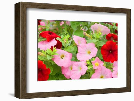 Flowers in a Glasshouse.-Reinhold Leitner-Framed Photographic Print