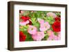 Flowers in a Glasshouse.-Reinhold Leitner-Framed Photographic Print