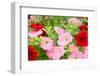 Flowers in a Glasshouse.-Reinhold Leitner-Framed Photographic Print