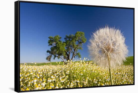 Flowers in a Meadow-Craig Tuttle-Framed Stretched Canvas