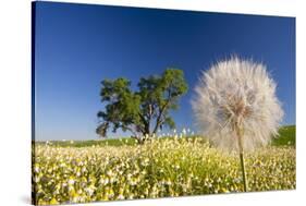 Flowers in a Meadow-Craig Tuttle-Stretched Canvas