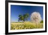 Flowers in a Meadow-Craig Tuttle-Framed Photographic Print