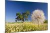 Flowers in a Meadow-Craig Tuttle-Mounted Photographic Print