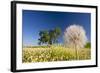 Flowers in a Meadow-Craig Tuttle-Framed Photographic Print