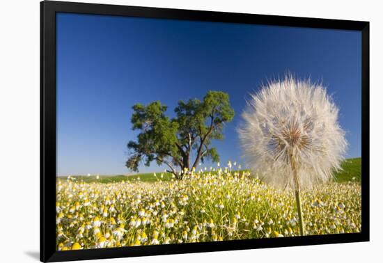 Flowers in a Meadow-Craig Tuttle-Framed Photographic Print