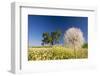 Flowers in a Meadow-Craig Tuttle-Framed Photographic Print