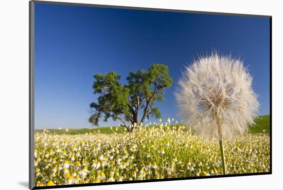 Flowers in a Meadow-Craig Tuttle-Mounted Photographic Print
