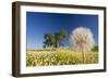 Flowers in a Meadow-Craig Tuttle-Framed Photographic Print