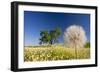 Flowers in a Meadow-Craig Tuttle-Framed Photographic Print