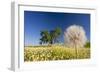 Flowers in a Meadow-Craig Tuttle-Framed Photographic Print
