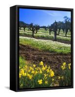 Flowers in a Vineyard at the Sausal Winery, Sonoma County, California, USA-John Alves-Framed Stretched Canvas