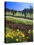 Flowers in a Vineyard at the Sausal Winery, Sonoma County, California, USA-John Alves-Stretched Canvas