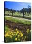 Flowers in a Vineyard at the Sausal Winery, Sonoma County, California, USA-John Alves-Stretched Canvas