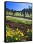Flowers in a Vineyard at the Sausal Winery, Sonoma County, California, USA-John Alves-Framed Stretched Canvas