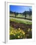 Flowers in a Vineyard at the Sausal Winery, Sonoma County, California, USA-John Alves-Framed Premium Photographic Print