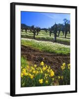 Flowers in a Vineyard at the Sausal Winery, Sonoma County, California, USA-John Alves-Framed Premium Photographic Print