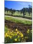 Flowers in a Vineyard at the Sausal Winery, Sonoma County, California, USA-John Alves-Mounted Premium Photographic Print