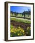 Flowers in a Vineyard at the Sausal Winery, Sonoma County, California, USA-John Alves-Framed Photographic Print