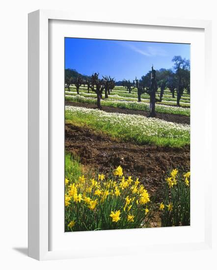 Flowers in a Vineyard at the Sausal Winery, Sonoma County, California, USA-John Alves-Framed Photographic Print