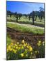 Flowers in a Vineyard at the Sausal Winery, Sonoma County, California, USA-John Alves-Mounted Photographic Print