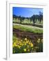 Flowers in a Vineyard at the Sausal Winery, Sonoma County, California, USA-John Alves-Framed Photographic Print