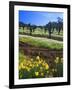 Flowers in a Vineyard at the Sausal Winery, Sonoma County, California, USA-John Alves-Framed Photographic Print