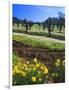 Flowers in a Vineyard at the Sausal Winery, Sonoma County, California, USA-John Alves-Framed Photographic Print