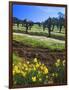 Flowers in a Vineyard at the Sausal Winery, Sonoma County, California, USA-John Alves-Framed Photographic Print