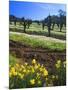 Flowers in a Vineyard at the Sausal Winery, Sonoma County, California, USA-John Alves-Mounted Photographic Print