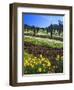 Flowers in a Vineyard at the Sausal Winery, Sonoma County, California, USA-John Alves-Framed Photographic Print