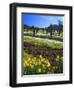 Flowers in a Vineyard at the Sausal Winery, Sonoma County, California, USA-John Alves-Framed Photographic Print