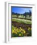 Flowers in a Vineyard at the Sausal Winery, Sonoma County, California, USA-John Alves-Framed Photographic Print