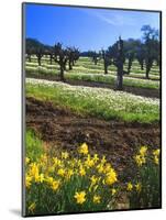 Flowers in a Vineyard at the Sausal Winery, Sonoma County, California, USA-John Alves-Mounted Photographic Print