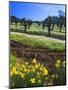 Flowers in a Vineyard at the Sausal Winery, Sonoma County, California, USA-John Alves-Mounted Photographic Print