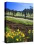 Flowers in a Vineyard at the Sausal Winery, Sonoma County, California, USA-John Alves-Stretched Canvas