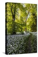 Flowers in a Woods Near Badbury Hill, Oxford, Oxfordshire, England, United Kingdom, Europe-Matthew Williams-Ellis-Stretched Canvas