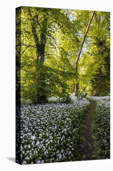 Flowers in a Woods Near Badbury Hill, Oxford, Oxfordshire, England, United Kingdom, Europe-Matthew Williams-Ellis-Stretched Canvas