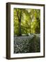 Flowers in a Woods Near Badbury Hill, Oxford, Oxfordshire, England, United Kingdom, Europe-Matthew Williams-Ellis-Framed Photographic Print