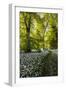 Flowers in a Woods Near Badbury Hill, Oxford, Oxfordshire, England, United Kingdom, Europe-Matthew Williams-Ellis-Framed Photographic Print