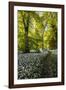 Flowers in a Woods Near Badbury Hill, Oxford, Oxfordshire, England, United Kingdom, Europe-Matthew Williams-Ellis-Framed Photographic Print