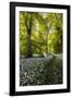 Flowers in a Woods Near Badbury Hill, Oxford, Oxfordshire, England, United Kingdom, Europe-Matthew Williams-Ellis-Framed Photographic Print